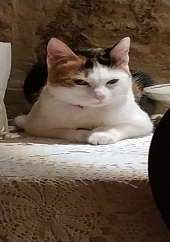 gatto
