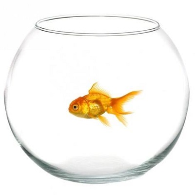 l pesce